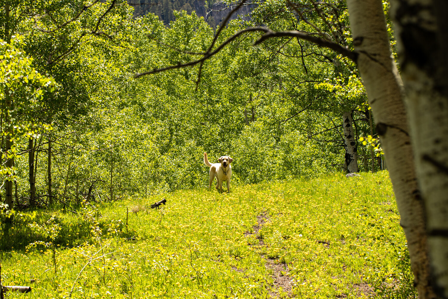 Picture of a dog in a field