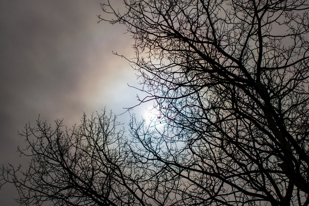 A picture of the moon, through some trees at night